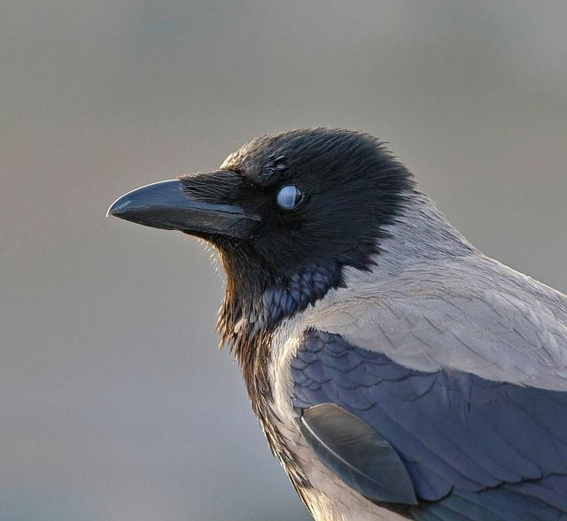 Công nghệ màng đạt được động lực: Evonik và MANN+HUMMEL hợp tác cho các giải pháp khí sinh học và trao đổi nhiệt